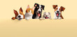 Cartoon animals dogs and cats look out from behind a yellow wall. Adorable pet heads.