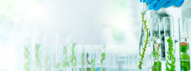 Wall Mural - Banner of green plant laboratory backgrounds, biotechnology and ecology, botany growth in transparent test tube to explore genetic, ecological potential of oxygen, hydrogen for eco-friendly recycling