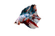 Fancy Koi Betta halfmoon tail Betta spreading fins with white isolation background rolling with white isolation background