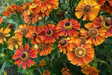 Closeup On The Brilliant Orange To Red Flowers Of The Sneezeweed, Helenium Autumnale In The Garden