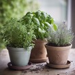 Homegrown and aromatic herbs in old clay pots. Set of culinary herbs. Green growing sage, oregano and rosemary