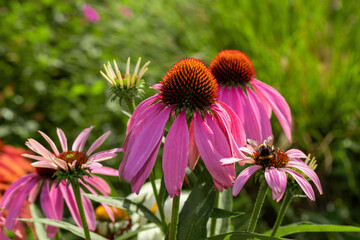 Wall Mural - Echinacea. Purple coneflower on a background of green leaves.