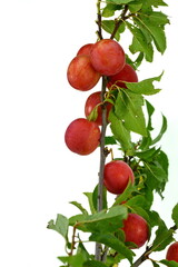 Wall Mural - red cherry plum with green leaves isolated on white background