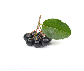 Wall Mural - Aronia melanocarpa (black chokeberry) with leaves isolated on white background