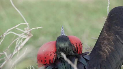 slow motion of a Magnificent frigatebird, Fregata magnificens, is a big black seabird with a characteristic red gular sac. Male frigate bird nesting with inflated sack, galapagos islands, Ecuador, Sou