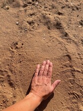 Elephant Foot Track In South Africa