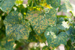 downy mildew disease on cucumber leaves