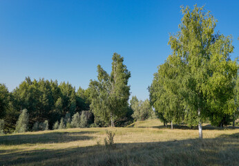 Wall Mural - landscape with trees