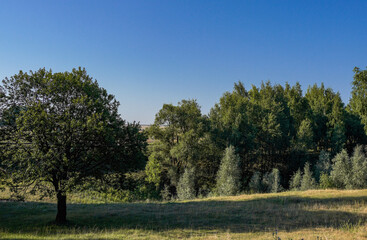 Wall Mural - landscape with trees