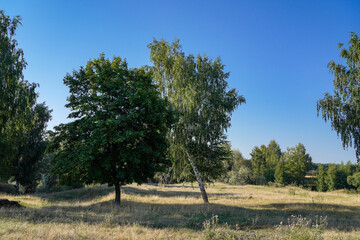 Wall Mural - landscape with trees