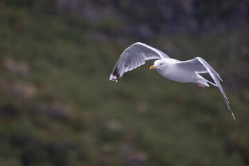 Wall Mural - Seagulls on the wings in Raftsundet, Nordland county, Norway