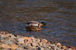 A pair of mallard ducks on the river Eamont, Penrith, Cumbria.