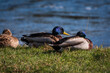 A group of mallard ducks sitting on the banks of the river Eamont, Penrith, Cumbria.
