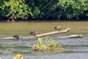 Wall Mural - ducks on the lake