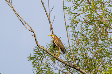 Wall Mural - green heron in tree