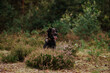kundel mix owczarek niemiecki siedzi na obok wrzosów w lesie i wystawia język