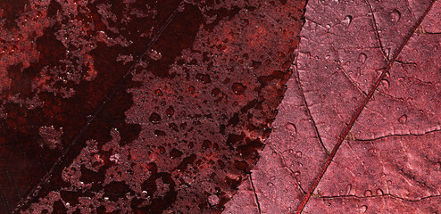 Wall Mural - Organic autumn background, texture of red burgundy colored autumnal leaves with water drops, top view natural red foliage as seasonal pattern Fall aesthetic photo with macro leaves with veins