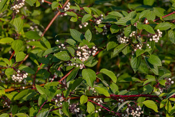 Sticker - The fruits of white dogwood, (Cornus alba) the red-barked, white or Siberian dogwood. Small tree native to Siberia, northern China and Korea.