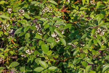 Poster - The fruits of white dogwood, (Cornus alba) the red-barked, white or Siberian dogwood. Small tree native to Siberia, northern China and Korea.