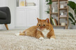 © New Africa - Cute ginger cat lying on carpet at home