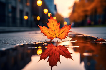 macro or close-up view of a maple leaf on the road with its reflection on water. autumn or fall conc
