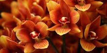 Cymbidium Burgundian Chateau Orchid - Orange Brown Orchid Flowers, Closeup
