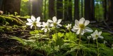 Wood anemone flowers in the forest - Anemone nemorosa