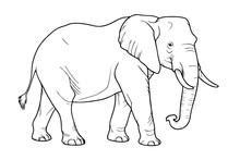 Elephant Pencil Drawing Coloring Book. Vector Illustration