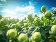 Brussels Sprouts growing on a field, low angle shot with cloudy, blue sky and sun