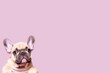 © Dragan - French Bulldog isolated on pastel pink background, blank copy space