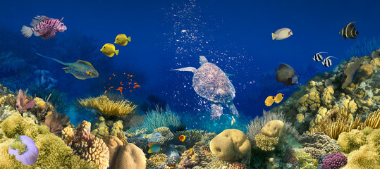 Poster - Beautifiul underwater colorful coral reef at Caribbean Sea at Honeymoon Beach on St. Thomas,Roatan in Honduras