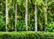 Creeping Plant Wall And Bush Fence Background