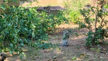 Cute Group Of Vervet Monkeys Gorgeous African Primate With Baby In Natural Habitat Of Green Part Of Savanna