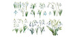 Watercolor snowdrop flower clipart for graphic resources