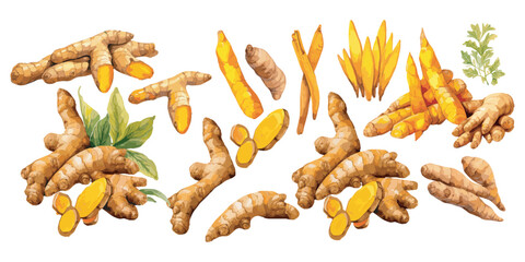 watercolor turmeric clipart for graphic resources