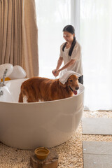 Poster - Bathing a Golden Retriever in the Bathtub