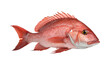 red snapper on white background