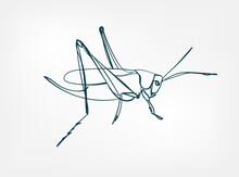 Grasshopper Vector Line Art Animal Wild Life Single One Line Hand Drawn Illustration Isolated