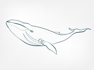 Wall Mural - whale vector line art animal wild life single one line hand drawn illustration isolated