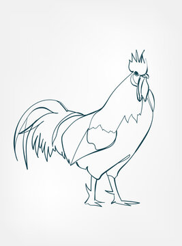 Wall Mural -  - rooster vector line art animal wild life single one line hand drawn illustration isolated