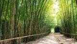 Fototapeta Dziecięca - bamboo forest in the morning