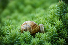 Snail Crawling In The Green On His Own Business