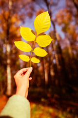 Wall Mural - Autumn yellow leaf in a female hand against the backdrop of a sunny October forest