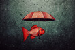© Concept Photo Studio - Poisson rouge avec un parapluie rouge sous la pluie