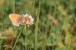 Small heath butterfly Coenoympha pamphilus on a white clover flower.