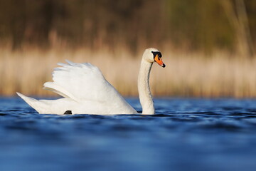 Wall Mural - Mute swan swimming on the lake. Wildlife scene with a swan. Cygnus olor.