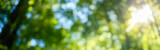 Fototapeta Przestrzenne - green forest blur bokeh background