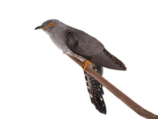 Canvas Print - Cuckoo on a tree branch isolated on white background