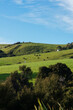 © Donna - Cows grazing on green farmland hills under a blue sky in Banks Peninsula, Canterbury, New Zealand
