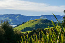 View Across Flax Plants To Green Farmland Hills Under A Blue Sky In Banks Peninsula, Canterbury, New Zealand